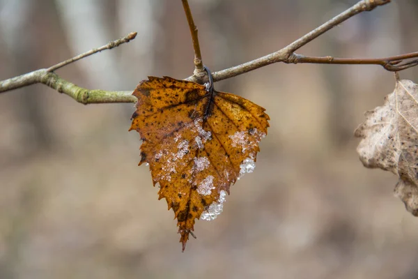 背景がぼやけている木の上に霜で覆われた黄色の葉 — ストック写真