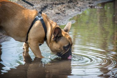 Yazın ormanda, bir Fransız bulldog su birikintisinden kirli su içer..