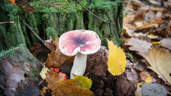 Russula Houby Husté Zelené Trávě Mech Mezi Padlými Větvemi Letní — Stock fotografie