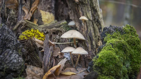 苔で腐った木の幹に森のキノコ 腐った切り株に毒キノコ 毒キノコ と苔のグループ — ストック写真