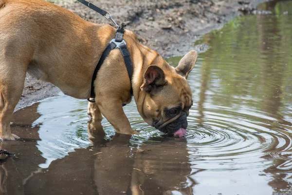 In summer in the forest, a French bulldog drinks dirty water from a puddle.
