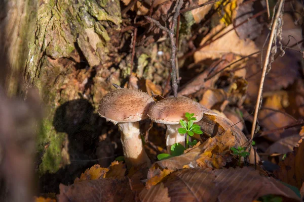 A bunch of growing mushrooms, a friendly family of honey agarics growing on an old falling tree, against the background of forest greenery. — Stock Image Bunch Growing Mushrooms Friendly Family Honey Agarics Growing Old Falling Stock Photo