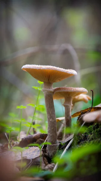 A bunch of growing mushrooms, a friendly family of honey agarics growing on an old falling tree, against the background of forest greenery. — Stock Image Bunch Growing Mushrooms Friendly Family Honey Agarics Growing Old Falling Royalty Free Stock Images