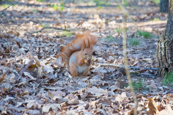 Autunno Nella Foresta Una Luminosa Giornata Sole Uno Scoiattolo Mangia — Foto Stock