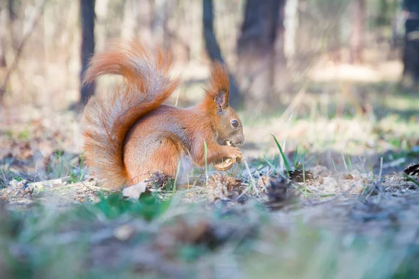 Autunno Nella Foresta Una Luminosa Giornata Sole Uno Scoiattolo Mangia — Foto Stock