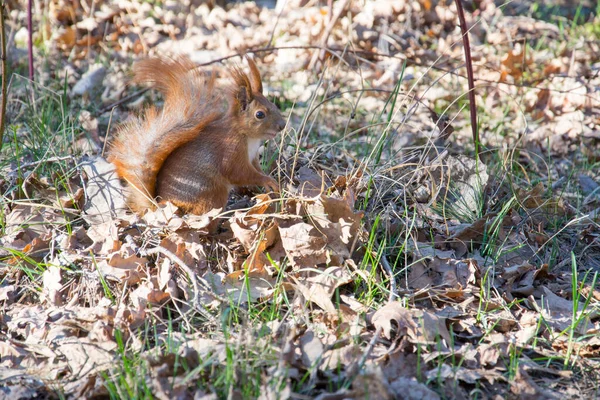 Herfst Het Bos Een Zonnige Dag Eet Een Eekhoorn Het — Stockfoto