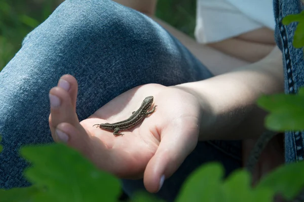 Een Zonnige Zomerdag Zit Een Grijze Hagedis Zonder Staart Palm — Stockfoto