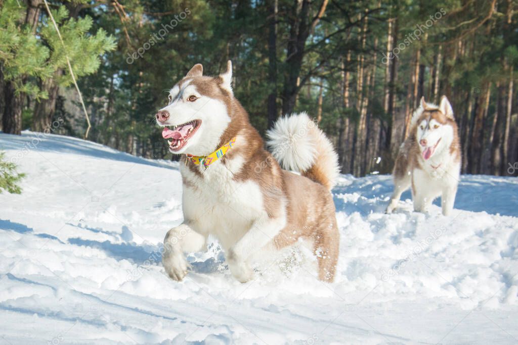 In winter, on a bright sunny day, two huskies walk in a snowy forest.