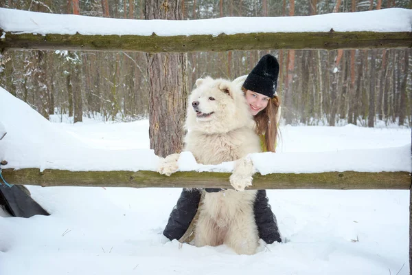 In winter, in the afternoon, in the snow in the forest, a girl plays with a Samoyed dog.