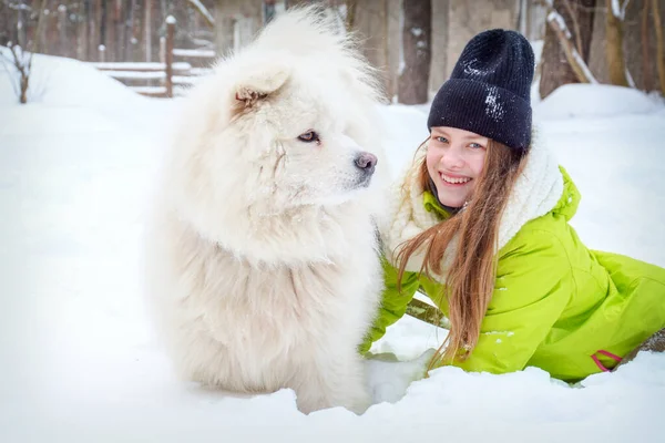 In winter, in the afternoon, in the snow in the forest, a girl plays with a Samoyed dog.