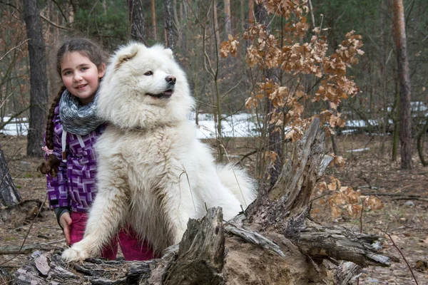 Vintern Eftermiddagen Snön Skogen Leker Flicka Med Samojerad Hund — Stockfoto