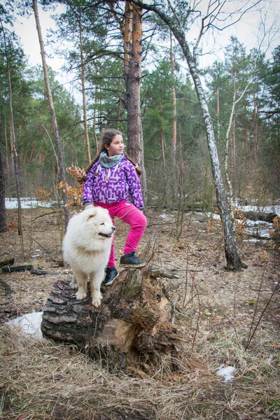 Vintern Eftermiddagen Snön Skogen Leker Flicka Med Samojerad Hund — Stockfoto
