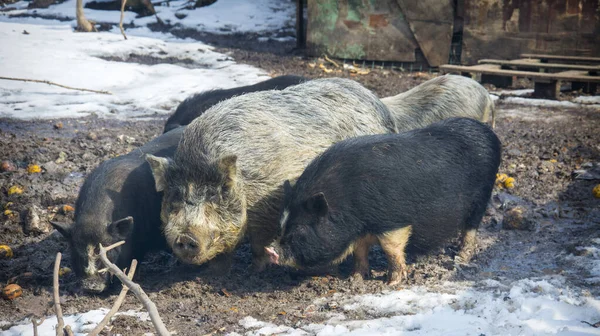 Winter Eine Familie Von Bunten Schweinen Schnee — Stockfoto