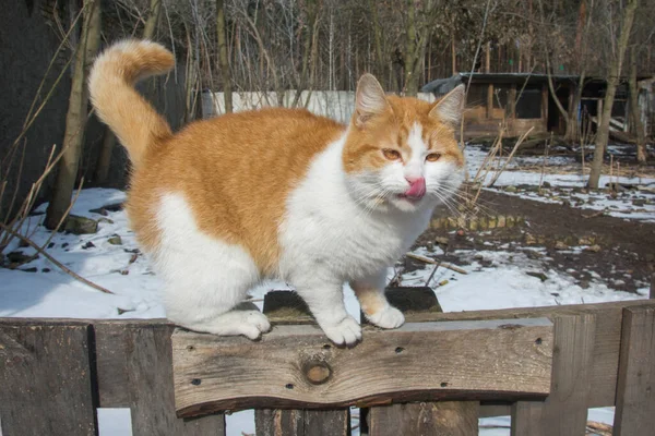 Winter Bright Sunny Day Red Haired White Cat Licks Its — Stok fotoğraf