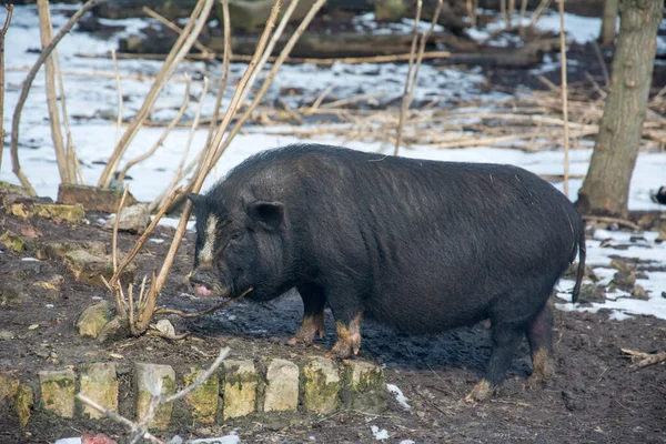 Hiver Après Midi Gros Cochon Dans Neige — Photo