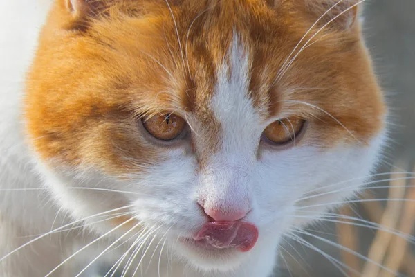 Winter Sunny Day Red Haired White Cat Licks Its Lips — Foto de Stock