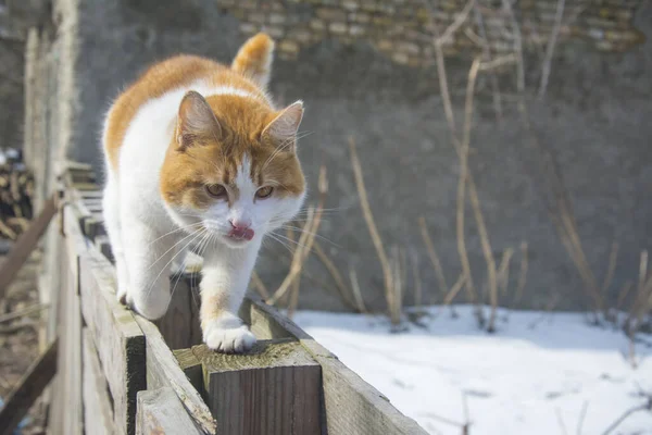 Winter Bright Sunny Day Red Haired White Cat Licks Its — Stockfoto