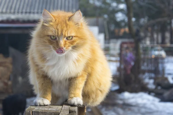 Winter Sunny Day Red Haired White Cat Licks Its Lips — Stockfoto