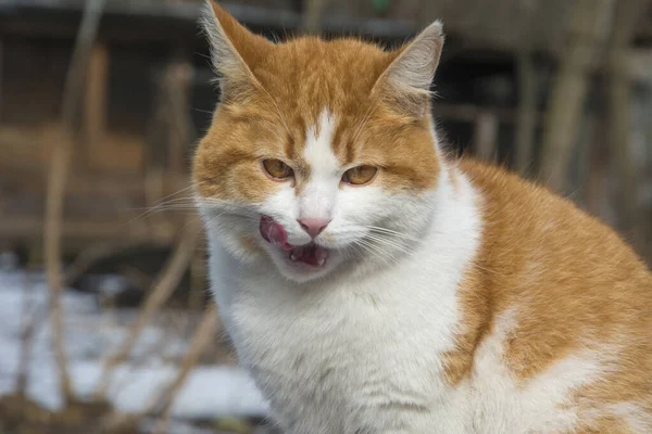 Winter Sunny Day Red Haired White Cat Licks Its Lips — Stockfoto