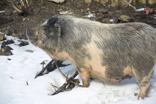 Hiver Après Midi Gros Cochon Dans Neige — Photo