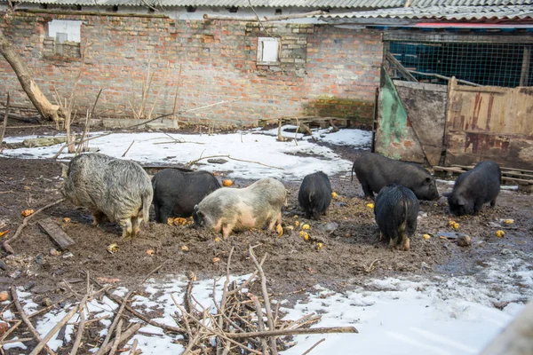 Winter Eine Familie Von Bunten Schweinen Schnee — Stockfoto