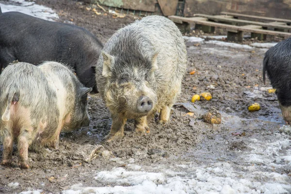 Winter Eine Familie Von Bunten Schweinen Schnee — Stockfoto