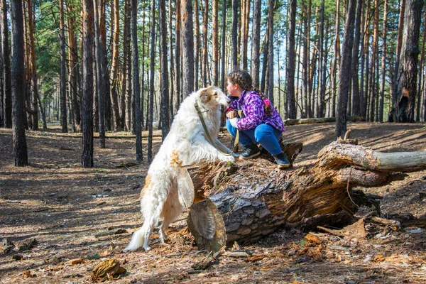 Spring Forest Bright Sunny Day Girl Hugs Russian Greyhound Dog — Stockfoto