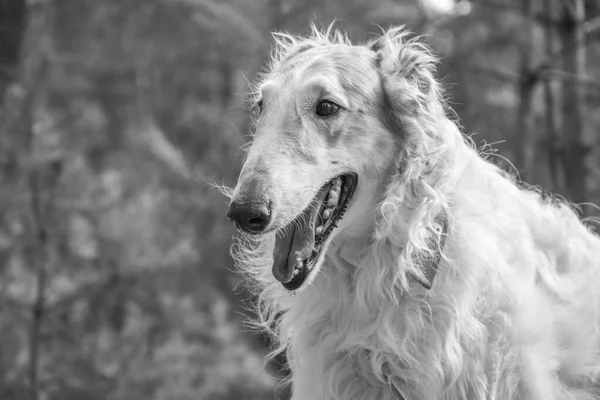 Borzoi Leash Walks Nature Black White Photo — Φωτογραφία Αρχείου