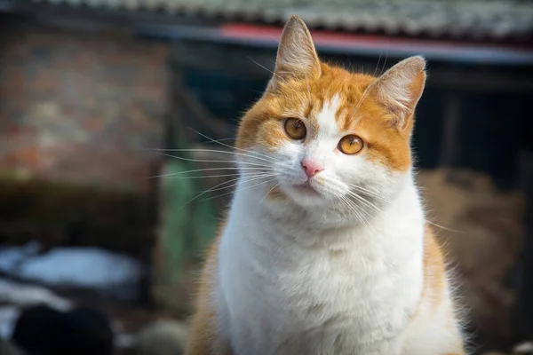 Winter Sunny Day Ginger White Cat Sits Stockafbeelding