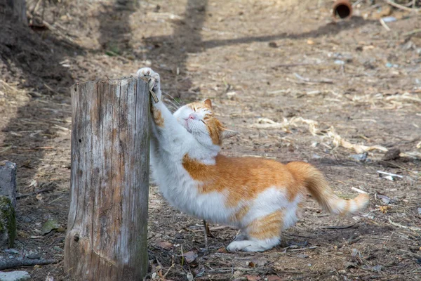 Summer Street Farm White Ginger Cat Stretches Sharpens Its Claws — Stockfoto