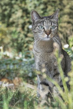 sonbaharda çiçek oturan Bahçe renkli kedi.