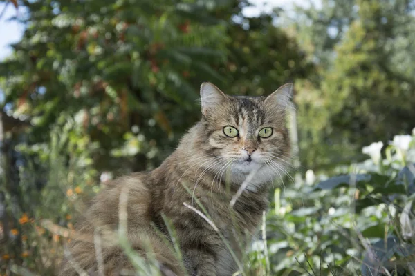 Sonbaharda çiçek oturan Bahçe renkli kedi. — Stok fotoğraf