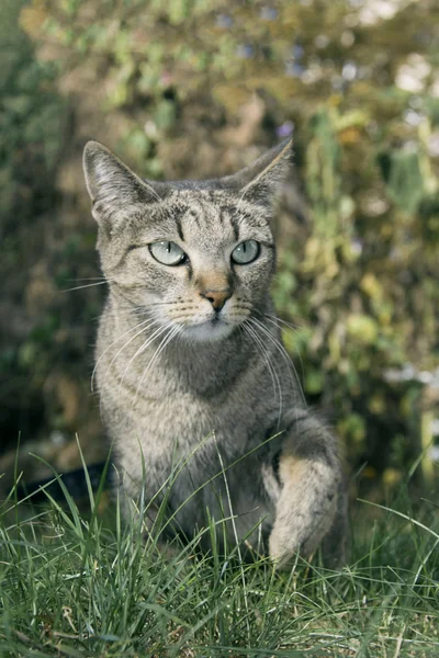 Herfst in de tuin is een grijze kat op het gras. — Stockfoto