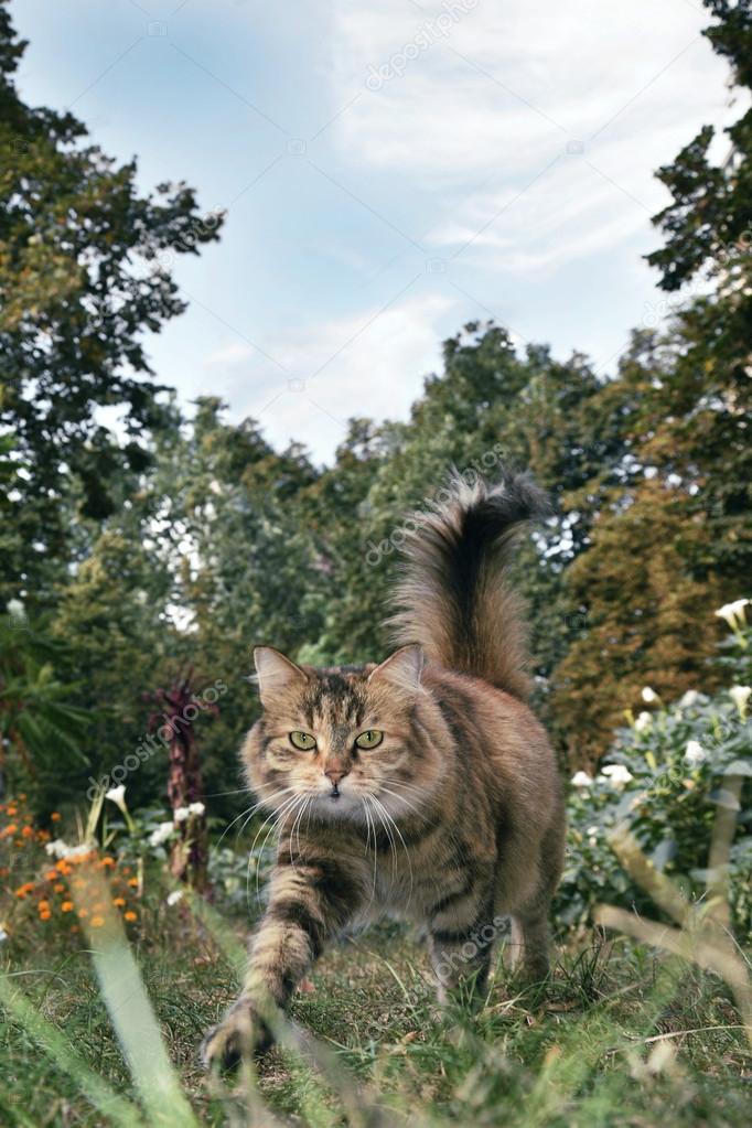 Autumn in the garden colorful cat walking near flowers.