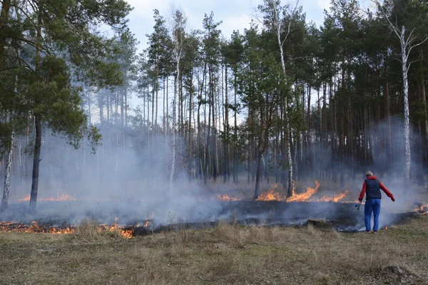 Na floresta de primavera o homem extingue o fogo em uma frente ardente — Fotografia de Stock