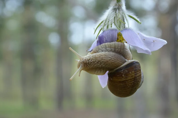 森の花「おきなぐさ」クロール カタツムリで. — ストック写真
