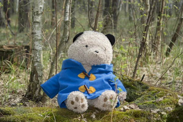En el bosque juguete oso . — Foto de Stock
