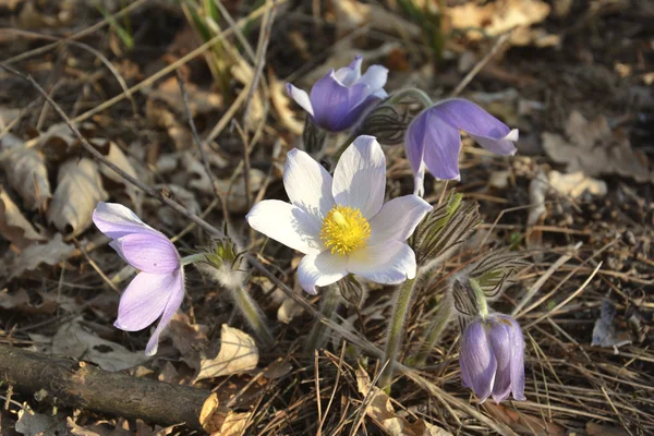 Pasqueflower . Spring forest flowers. — Stock Photo, Image