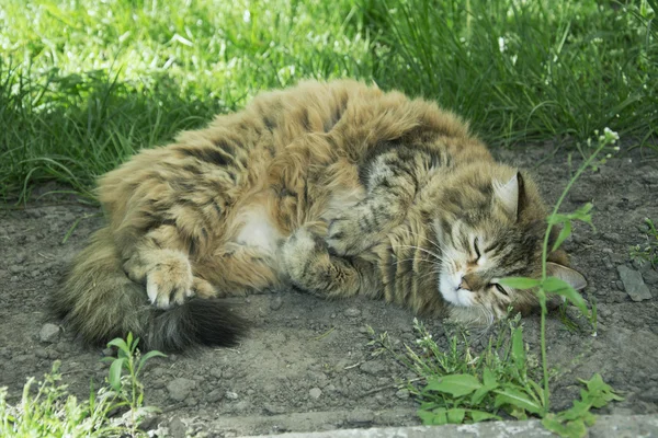 Sweet dream. Fluffy yard cat sleeps on the ground.