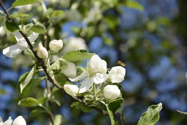 Peras em flor . — Fotografia de Stock