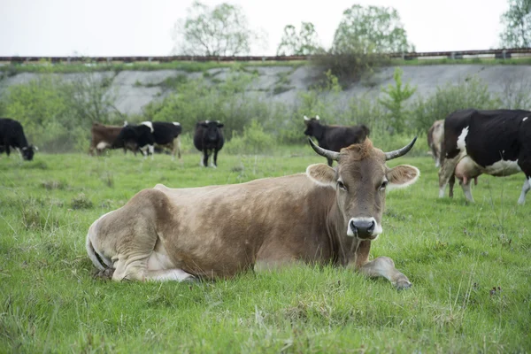 La mucca si trova su un'erba — Foto Stock