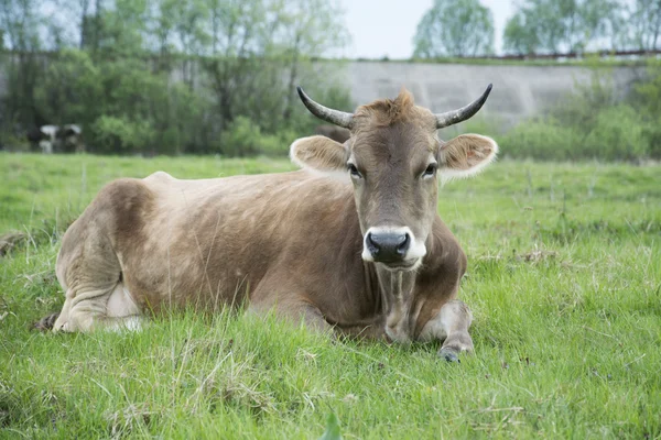 Koe ligt op een gras — Stockfoto