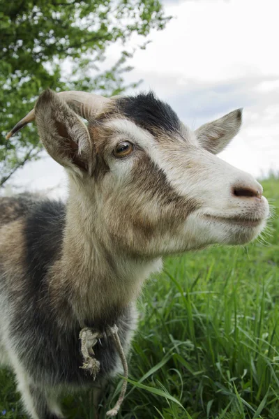 Goat. — Stock Photo, Image