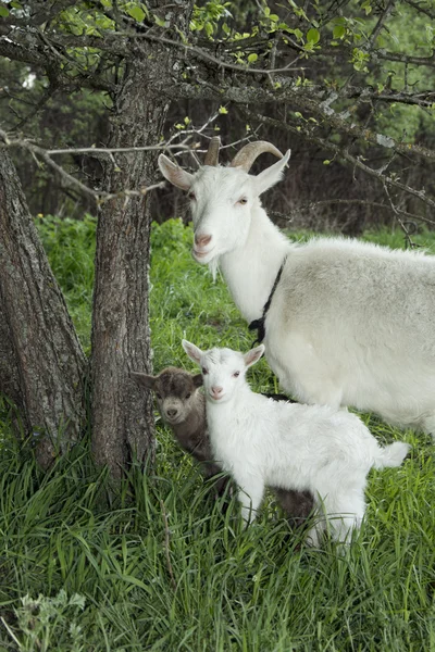 Primavera vicino ai cespugli si trova una capra con due giovani capre . — Foto Stock