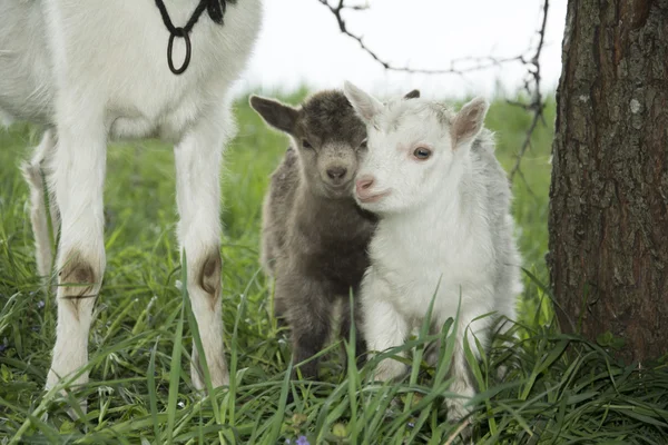 Wiosna w pobliżu krzakach stoi koza z dwóch młodych kozy. — Zdjęcie stockowe