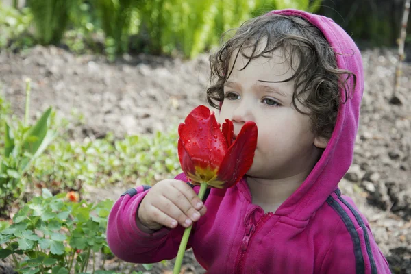Kleines Mädchen, das eine Frühlingstulpe riecht. — Stockfoto