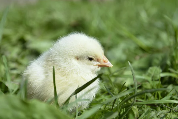 Gula brud sitter i gräset. — Stockfoto