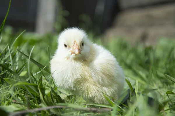 Gele chick zitten in het gras. — Stockfoto