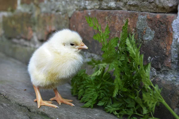 Pollo amarillo —  Fotos de Stock