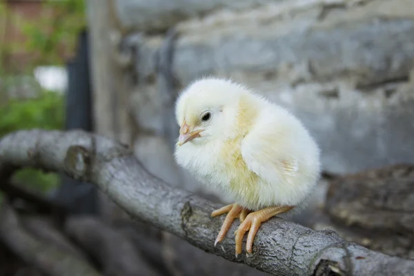 Sentado en una pequeña percha de pollo amarillo . — Foto de Stock